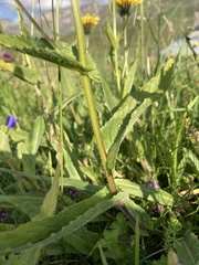 Crepis pyrenaica
