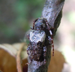 Pogonocherus hispidulus
