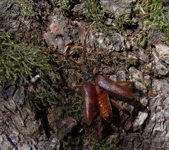 Akimerus schaefferi