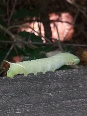 Smerinthinae