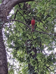 Cardinalis cardinalis