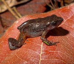 Arthroleptis xenodactyloides