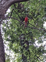Cardinalis cardinalis