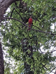 Cardinalis cardinalis