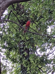 Cardinalis cardinalis
