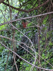 Cardinalis cardinalis