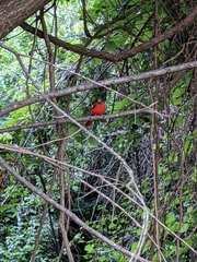 Cardinalis cardinalis