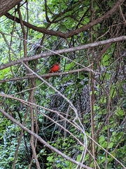 Cardinalis cardinalis