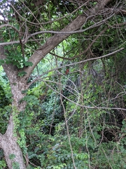 Cardinalis cardinalis