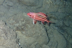 Sargocentron rubrum