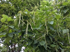 Catalpa speciosa