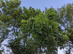 Catalpa speciosa