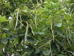 Catalpa speciosa