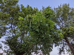Catalpa speciosa