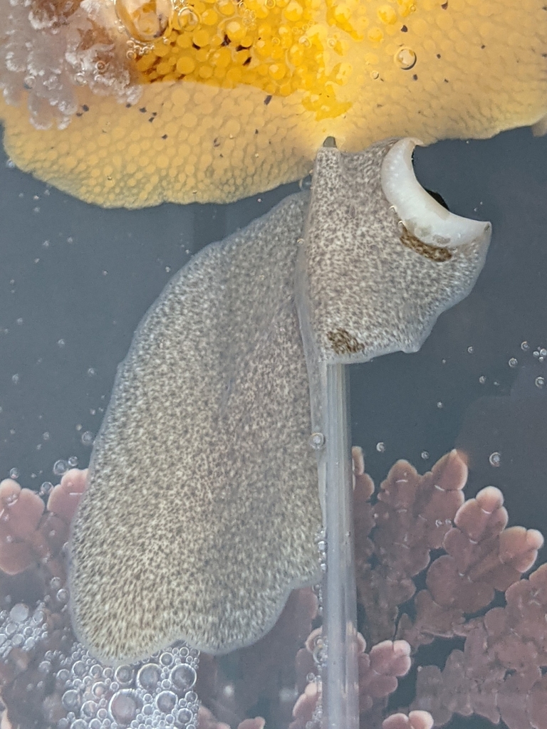 Stylochus tripartitus