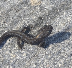Ichthyosaura alpestris alpestris