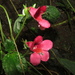 Gasteranthus mutabilis - Photo (c) Bioexploradores Farallones, some rights reserved (CC BY-NC), uploaded by Bioexploradores Farallones