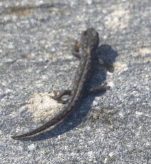 Ichthyosaura alpestris alpestris