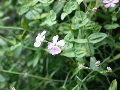 Petrocoptis glaucifolia