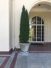 Thuja koraiensis