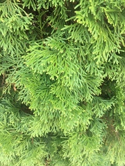 Thuja koraiensis