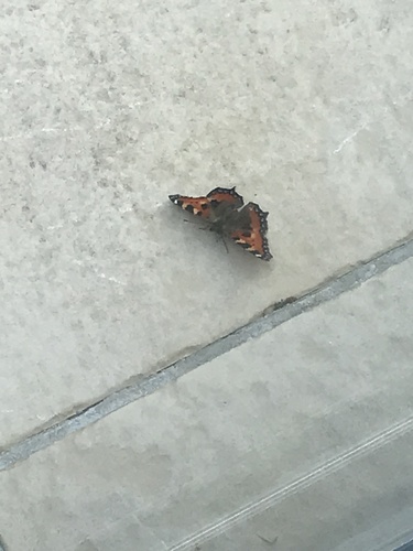 Aglais urticae