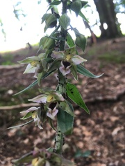 Epipactis helleborine