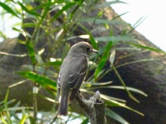 Muscicapa dauurica