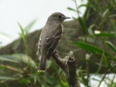 Muscicapa dauurica