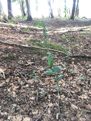 Epipactis helleborine