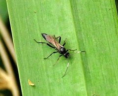 Vulgichneumon