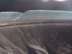 Porphyrio poliocephalus