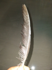 Porphyrio poliocephalus