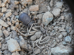 Sicarius thomisoides