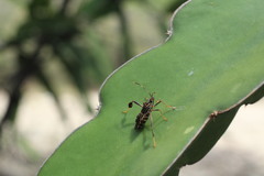 Leptoglossus lineosus