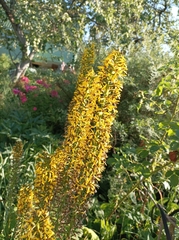 Ligularia stenocephala