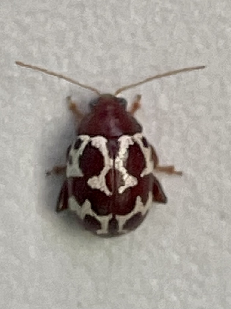 Blepharida flohri