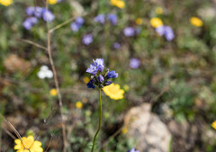 Dipterostemon capitatus