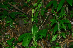 Liparis sootenzanensis