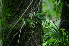 Bulbophyllum macraei