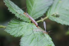 Nephrotoma flavipalpis