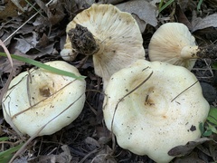 Lactarius maculatipes