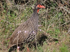 Pternistis afer castaneiventer