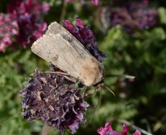 Agrotis cinerea