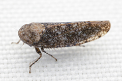 Paraphlepsius collitus