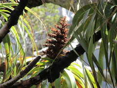 Dracophyllum traversii