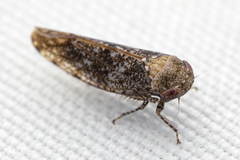 Paraphlepsius collitus