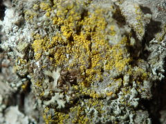 Candelariella xanthostigma