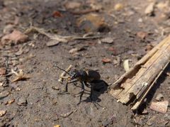 Morphozonitis mashuna