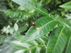 Synolabus nigripes